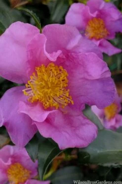 Winter's Star Cold Hardy Camellia - 3 Gallon Pot (SALE) -Best Plant Shop camellia winters star 100