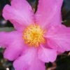 Winter's Star Cold Hardy Camellia - 3 Gallon Pot (SALE) -Best Plant Shop camellia winters star 20