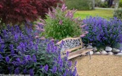 Beyond Midnight Blue Mist Shrub (Caryopteris) - 3 Gallon Pot -Best Plant Shop caryopteris beyond midnight blue mist shrub 7