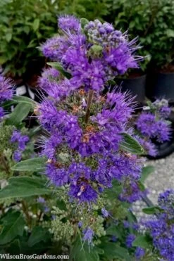 Beyond Midnight Blue Mist Shrub (Caryopteris) - 3 Gallon Pot -Best Plant Shop caryopteris beyond midnight blue mist shrub 9