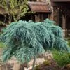 Feelin Blue Deodar Cedar (Single Trunk Tree Form) - 2 Gallon Pot -Best Plant Shop cedrus deodar feelin blue deodar cedar tree 100