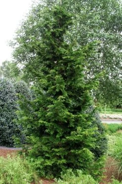 Slender Hinoki Cypress - 3 Gallon Pot (1.5-2') 9 Slender Hinoki Cypress - 3 Gallon Pot (1.5-2') -Best Plant Shop chamaecyparis obtusa gracilis slender hinoki cypress 101