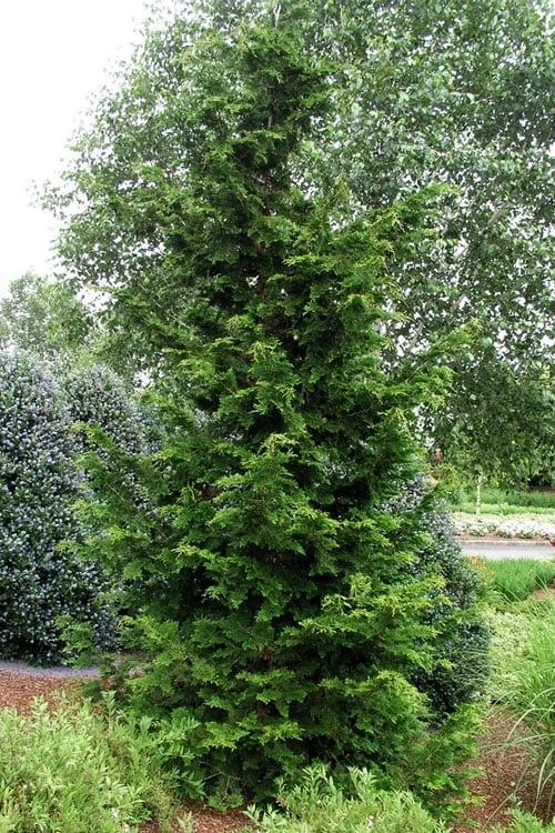 Slender Hinoki Cypress - 3 Gallon Pot (1.5-2') 5 Slender Hinoki Cypress - 3 Gallon Pot (1.5-2') - Image 3