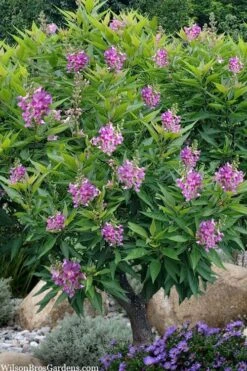 El Nino Desert Orchid (Chitalpa) - 3 Gallon Pot -Best Plant Shop chitalpa el nino desert orchid 10