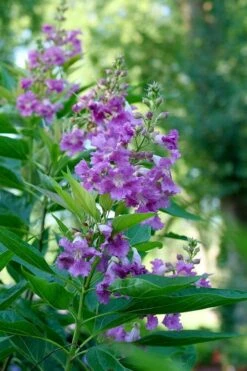 El Nino Desert Orchid (Chitalpa) - 3 Gallon Pot -Best Plant Shop chitalpa el nino desert orchid 6