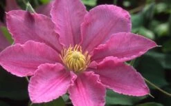 Abilene Clematis - 1 Gallon Pot 11 Abilene Clematis - 1 Gallon Pot -Best Plant Shop clematis abilene 12
