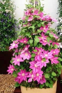 Abilene Clematis - 1 Gallon Pot 12 Abilene Clematis - 1 Gallon Pot -Best Plant Shop clematis abilene 13