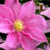 Abilene Clematis - 1 Gallon Pot 2 Abilene Clematis - 1 Gallon Pot -Best Plant Shop clematis abilene 15
