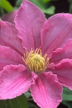 Abilene Clematis - 1 Gallon Pot 13 Abilene Clematis - 1 Gallon Pot -Best Plant Shop clematis abilene 500x750 1