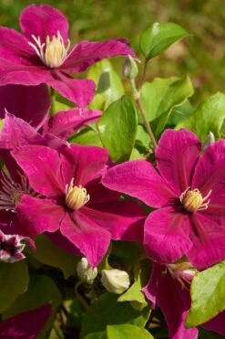 Acropolis Clematis - 1 Gallon Pot 11 Acropolis Clematis - 1 Gallon Pot -Best Plant Shop clematis acropolis 5