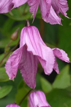 Alionushka Clematis - 1 Gallon Pot -Best Plant Shop clematis alionushka 5