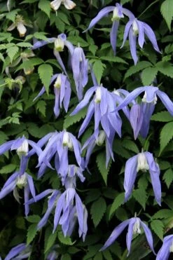 Blue Dancer Clematis - 1 Gallon Pot 13 Blue Dancer Clematis - 1 Gallon Pot -Best Plant Shop clematis alpina blue dancer 3