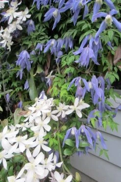 Blue Dancer Clematis - 1 Gallon Pot 14 Blue Dancer Clematis - 1 Gallon Pot -Best Plant Shop clematis alpina blue dancer 5