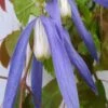Blue Dancer Clematis - 1 Gallon Pot -Best Plant Shop clematis alpina blue dancer 6