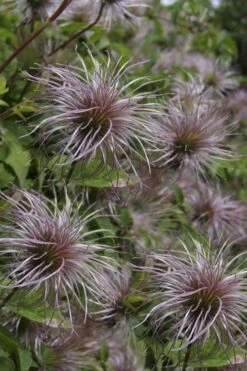Blue Dancer Clematis - 1 Gallon Pot 15 Blue Dancer Clematis - 1 Gallon Pot -Best Plant Shop clematis alpina blue dancer 8