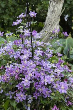Arabella Clematis - 1 Gallon Pot -Best Plant Shop clematis arabella 10