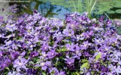 Arabella Clematis - 1 Gallon Pot -Best Plant Shop clematis arabella 12