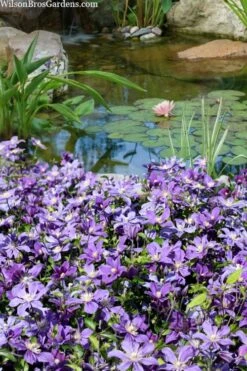 Arabella Clematis - 1 Gallon Pot -Best Plant Shop clematis arabella 13
