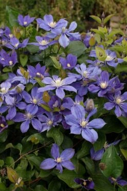 Arabella Clematis - 1 Gallon Pot -Best Plant Shop clematis arabella 3