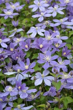 Arabella Clematis - 1 Gallon Pot -Best Plant Shop clematis arabella 5
