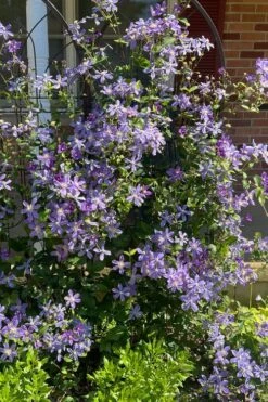 Arabella Clematis - 1 Gallon Pot -Best Plant Shop clematis arabella 6