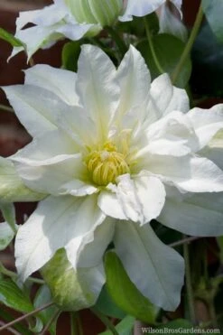 Arctic Queen Clematis - 1 Gallon Pot -Best Plant Shop clematis arctic queen 8