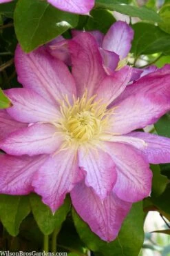 Asao Clematis - 1 Gallon Pot -Best Plant Shop clematis asao 10