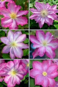 Asao Clematis - 1 Gallon Pot -Best Plant Shop clematis asao 18