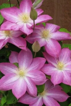 Asao Clematis - 1 Gallon Pot -Best Plant Shop clematis asao 7