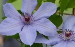 Bernadine Clematis - 1 Gallon Pot 13 Bernadine Clematis - 1 Gallon Pot -Best Plant Shop clematis bernadine 1