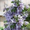 Bernadine Clematis - 1 Gallon Pot 2 Bernadine Clematis - 1 Gallon Pot -Best Plant Shop clematis bernadine 5
