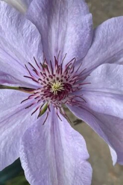 Bernadine Clematis - 1 Gallon Pot 11 Bernadine Clematis - 1 Gallon Pot -Best Plant Shop clematis bernadine 8
