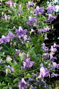 Betty Corning Clematis - 1 Gallon Pot 11 Betty Corning Clematis - 1 Gallon Pot -Best Plant Shop clematis betty corning 2