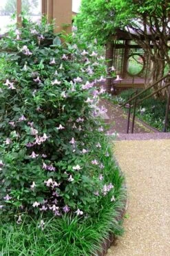 Betty Corning Clematis - 1 Gallon Pot 13 Betty Corning Clematis - 1 Gallon Pot -Best Plant Shop clematis betty corning 6