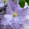 Blue Angel Clematis - 1 Gallon Pot -Best Plant Shop clematis blue angel 1