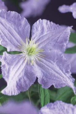 Blue Angel Clematis - 1 Gallon Pot -Best Plant Shop clematis blue angel 2