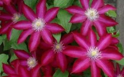 Bourbon Clematis - 1 Gallon Pot -Best Plant Shop clematis bourbon 4