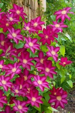 Bourbon Clematis - 1 Gallon Pot -Best Plant Shop clematis bourbon 5