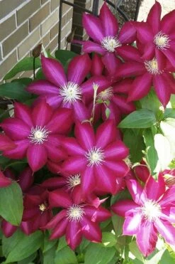Bourbon Clematis - 1 Gallon Pot -Best Plant Shop clematis bourbon 8