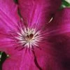 Cardinal Wyszynski Clematis - 1 Gallon Pot 2 Cardinal Wyszynski Clematis - 1 Gallon Pot -Best Plant Shop clematis cardinal wyszynski 9