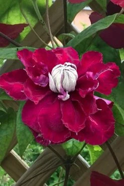 Charmaine Clematis - 1 Gallon Pot 15 Charmaine Clematis - 1 Gallon Pot -Best Plant Shop clematis charmaine 1