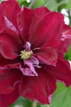 Charmaine Clematis - 1 Gallon Pot 13 Charmaine Clematis - 1 Gallon Pot -Best Plant Shop clematis charmaine 2