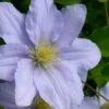 Chelsea Clematis - 1 Gallon Pot -Best Plant Shop clematis chelsea 5