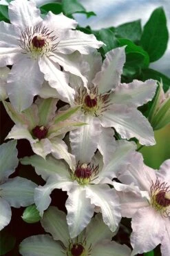 Clair De Lune Clematis - 1 Gallon Pot -Best Plant Shop clematis clair de june 2
