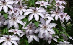 Clair De Lune Clematis - 1 Gallon Pot -Best Plant Shop clematis clair de june 4