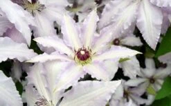 Clair De Lune Clematis - 1 Gallon Pot -Best Plant Shop clematis clair de june 6