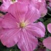Comtesse De Bouchaud Clematis - 1 Gallon Pot -Best Plant Shop clematis comtesse de bouchaud 7