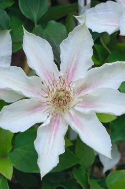 Corinne Clematis - 1 Gallon Pot -Best Plant Shop clematis corinne 14