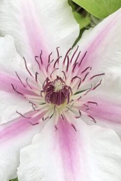 Corinne Clematis - 1 Gallon Pot -Best Plant Shop clematis corinne 15