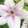 Corinne Clematis - 1 Gallon Pot -Best Plant Shop clematis corinne 16